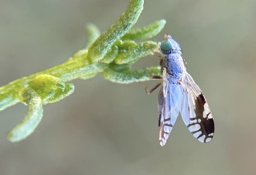 iNaturalist observation photo of Trupanea nigricornis