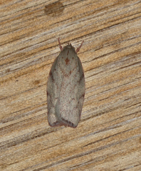 Euchaetis inceptella