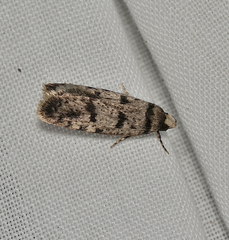 Scatochresis episema