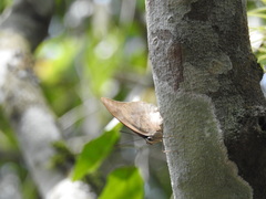 Archaeoprepona demophon