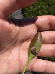 Oechalia schellenbergii