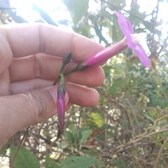 Ipomoea chenopodiifolia