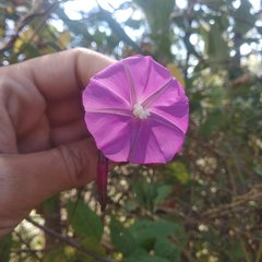 Ipomoea chenopodiifolia