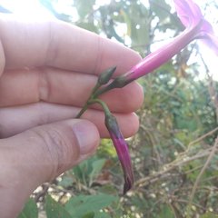 Ipomoea chenopodiifolia
