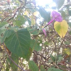 Ipomoea chenopodiifolia