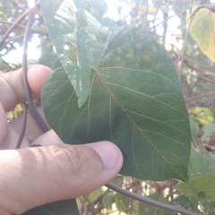 Ipomoea chenopodiifolia
