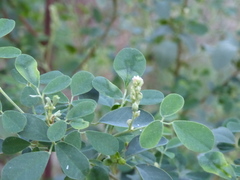 Goodia medicaginea