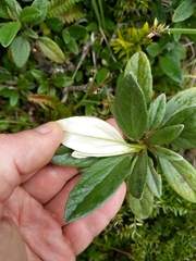 Brachyglottis revoluta