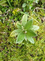 Brachyglottis revoluta