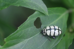 Alagoasa scissa