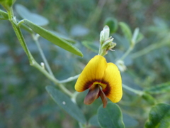 Goodia medicaginea