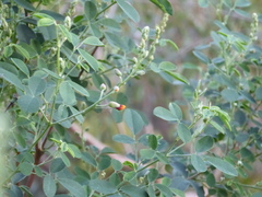 Goodia medicaginea