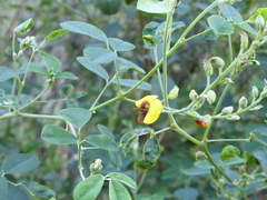 Goodia medicaginea