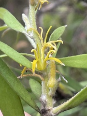 Persoonia lanceolata