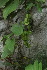 Dioscorea caucasica
