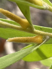 Persoonia lanceolata