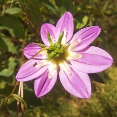 Dahlia australis