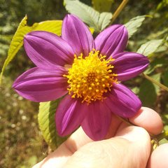 Dahlia australis