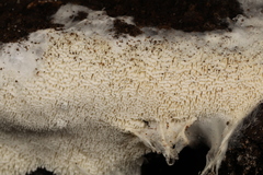 Trechispora mollusca