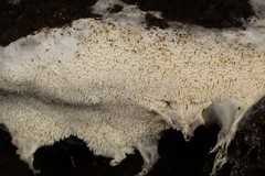 Trechispora mollusca