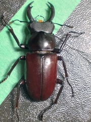 Dorcus magdeleinae