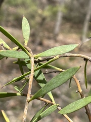 Persoonia lanceolata