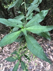 Prostanthera lasianthos