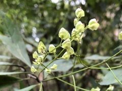 Prostanthera lasianthos