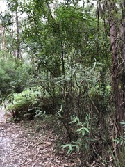 Prostanthera lasianthos
