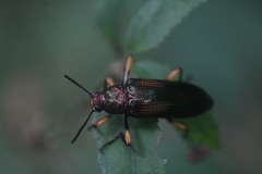 Strongylium flavicrus