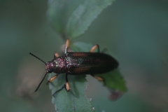 Strongylium flavicrus