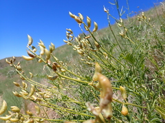 Astragalus eremiticus