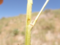 Astragalus eremiticus