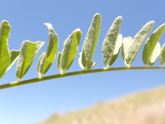 Astragalus eremiticus