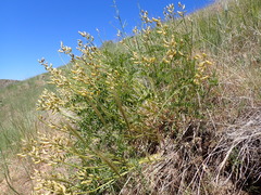 Astragalus eremiticus