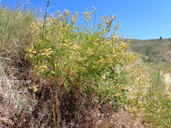Astragalus eremiticus