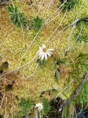 Celmisia walkeri