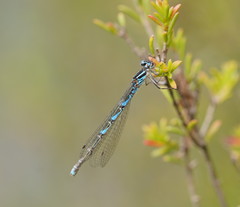 Austrocoenagrion lyelli