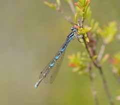 Austrocoenagrion lyelli