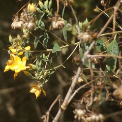 Mentzelia arborescens