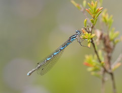 Austrocoenagrion lyelli