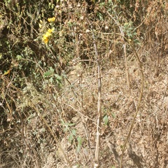 Mentzelia arborescens