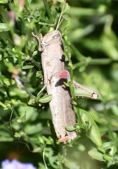 Schistocerca impleta