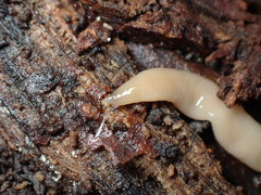 Microplana scharffi