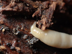 Microplana scharffi