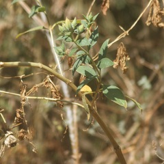 Mentzelia arborescens