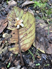 Ladenbergia macrocarpa