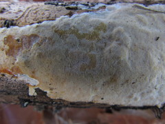 Butyrea luteoalba