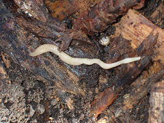 Microplana scharffi