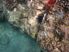 Echinothrix diadema